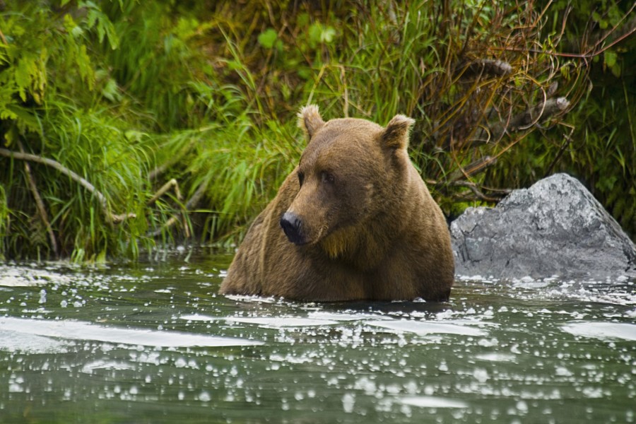 Gran oso en el agua