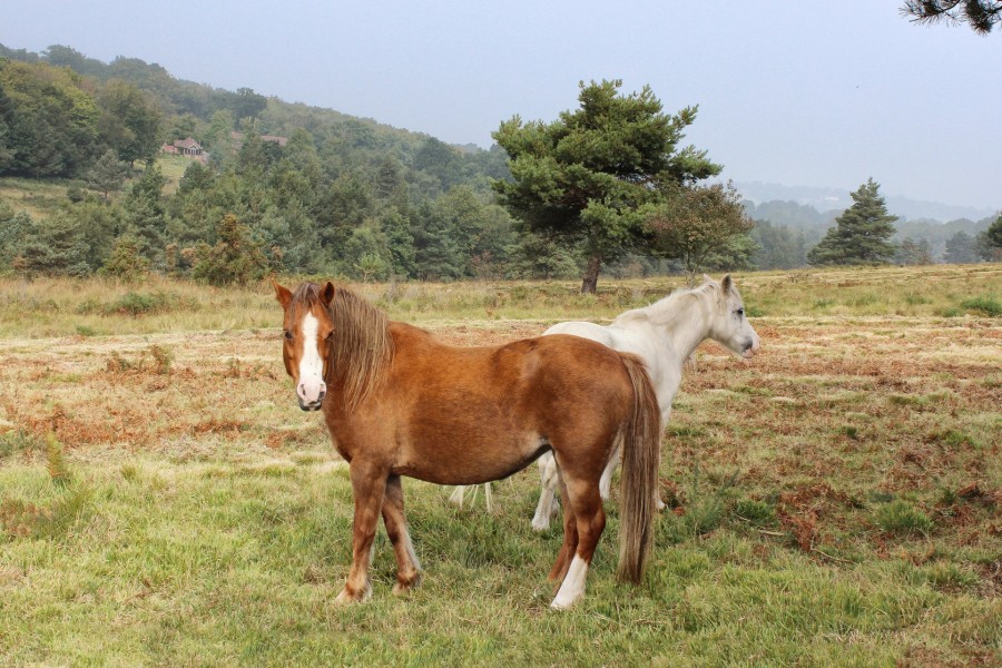 Dos caballos en el prado