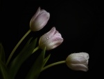 Tulipanes color rosa con gotas de rocío