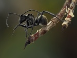 Hormiga negra en una rama