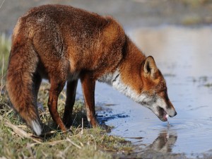 Un zorro tomando agua