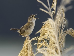 Pájaro cantando sobre una planta