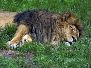 León durmiendo sobre la hierba