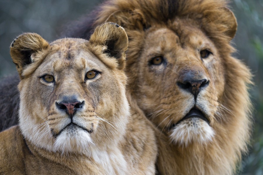 Pareja de leones