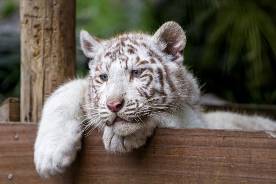 Tigre de ojos azules apoyado sobre una valla