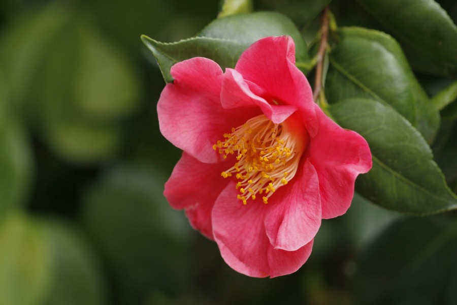 Hermosa camelia en la planta