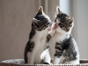 Dos mimosos gatitos