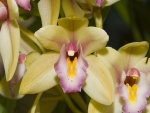 Delicadas orquídeas