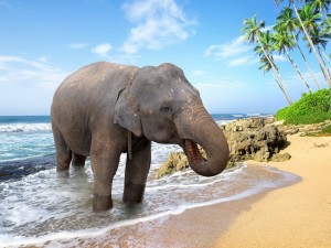 Elefante tomando agua a orillas de la playa