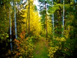 Camino de acceso al bosque
