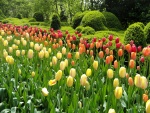 Sensacionales tulipanes en primavera