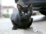 Gato negro mirando atentamente