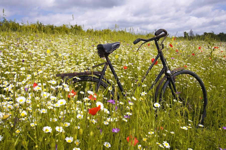 Bicicleta entre las flores silvestres del campo