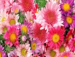 Esbeltas y coloridas flores