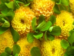 Bellas flores amarillas y hojas verdes