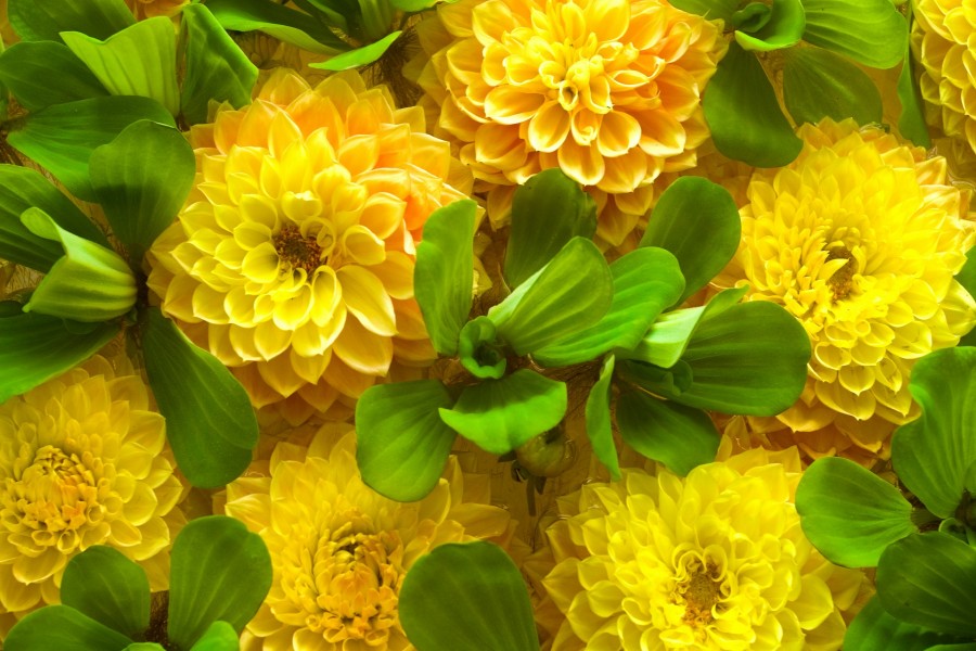Bellas flores amarillas y hojas verdes