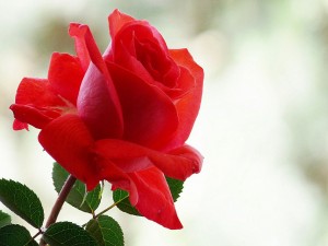 Una magnífica rosa color rojo