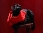 Gato negro con un pañuelo rojo tumbado sobre un banco