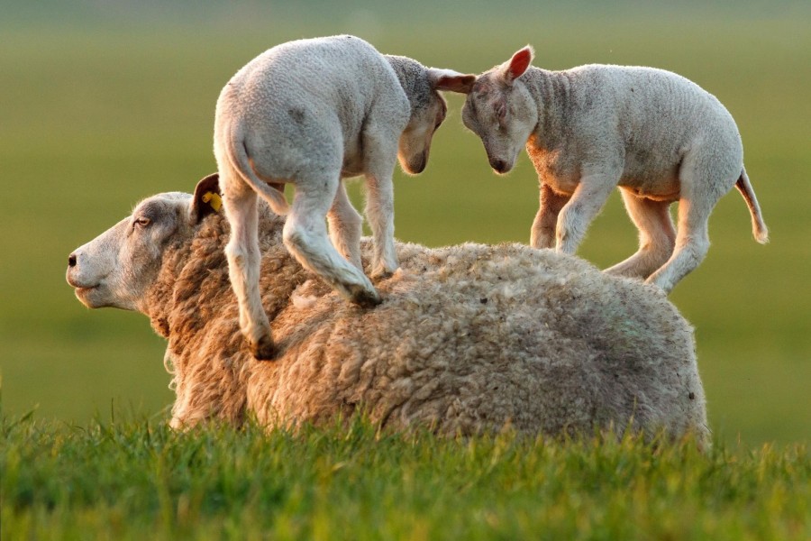 Corderitos jugando sobre la mamá oveja