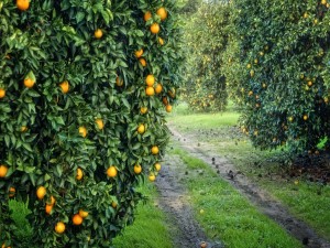 Una maravillosa plantación de naranjos