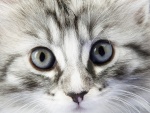 La cara de un gatito gris