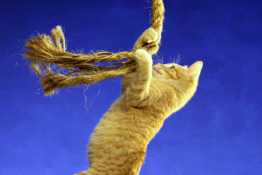 Gato jugando con una cuerda