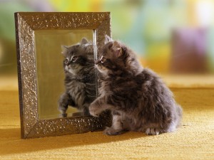 Gatito reflejado en el espejo
