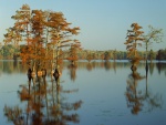 Cipreses en el lago Horseshoe (Illinois)