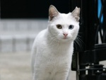 Gato blanco con los ojos de distinto color