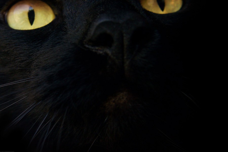 La cara de un gato negro