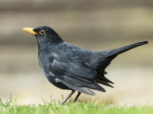 Pájaro negro sobre la hierba