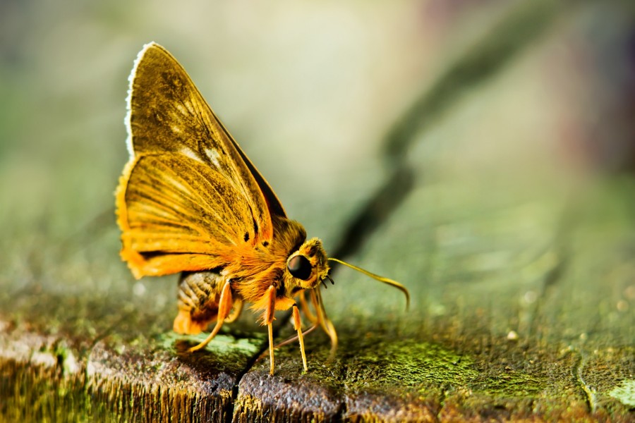 Mariposa posada sobre una madera con musgo