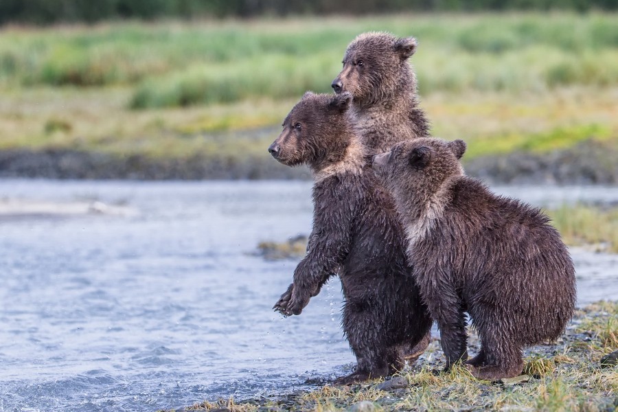 Tres osos queriendo cruzar el río