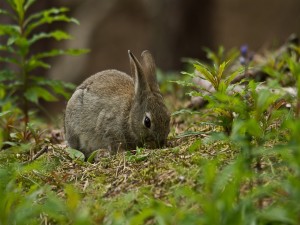 Un conejo gris comiendo hierba verde