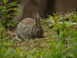 Un conejo gris comiendo hierba verde