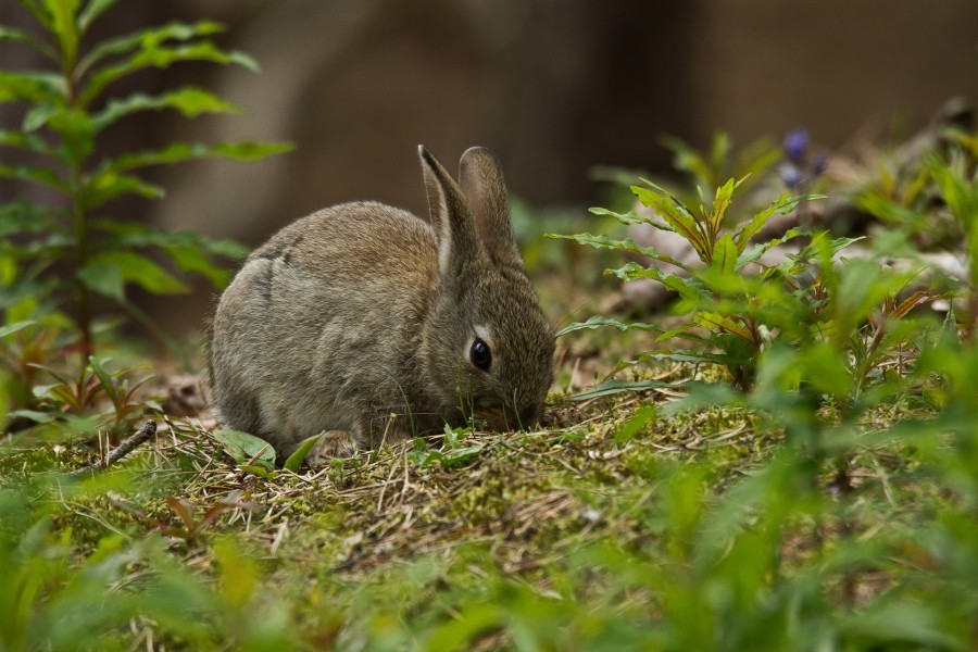 Un conejo gris comiendo hierba verde