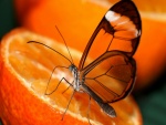Mariposa posada sobre media naranja