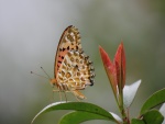 Bella mariposa sobre una hoja verde