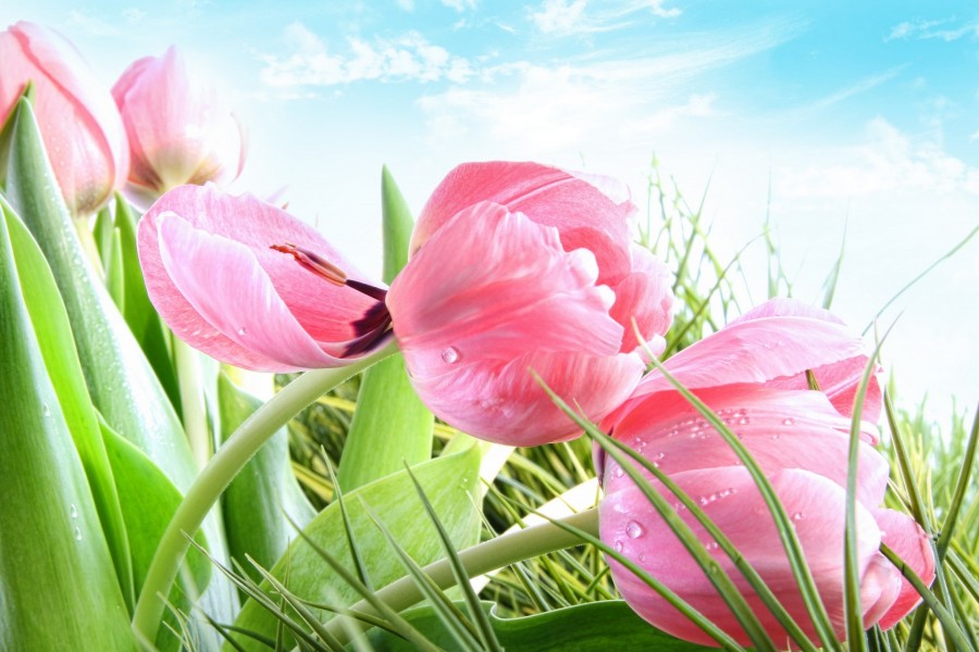 Tulipanes de color rosa en un jardín primaveral