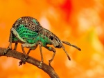 Escarabajo caminando sobre una ramita