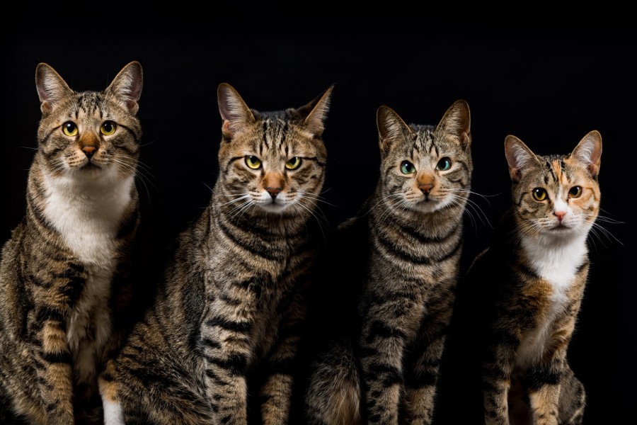 Cuatro hermosos gatos