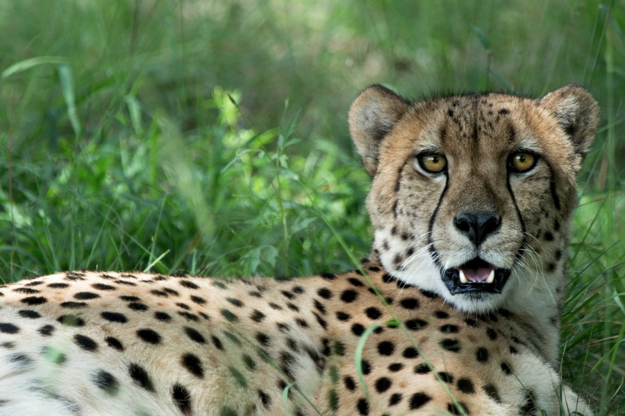 Un guepardo mirando fijamente