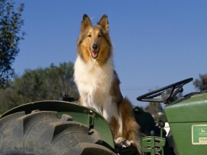 Un perro sentado en un tractor