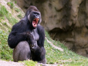 Gorila expresando sus sentimientos sentado en una colina cubierta de hierba
