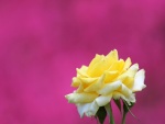 Rosa amarilla sobre un fondo de color rosa