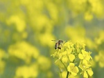 Una abeja recoge el néctar de las flores amarillas