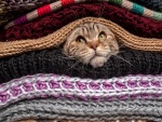 Gato atigrado entre una pila de bufandas