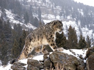 Leopardo de las nieves caminando entre las rocas nevadas