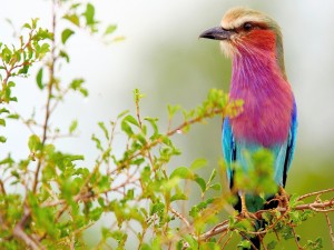 Bello y colorido pájaro posado en una rama