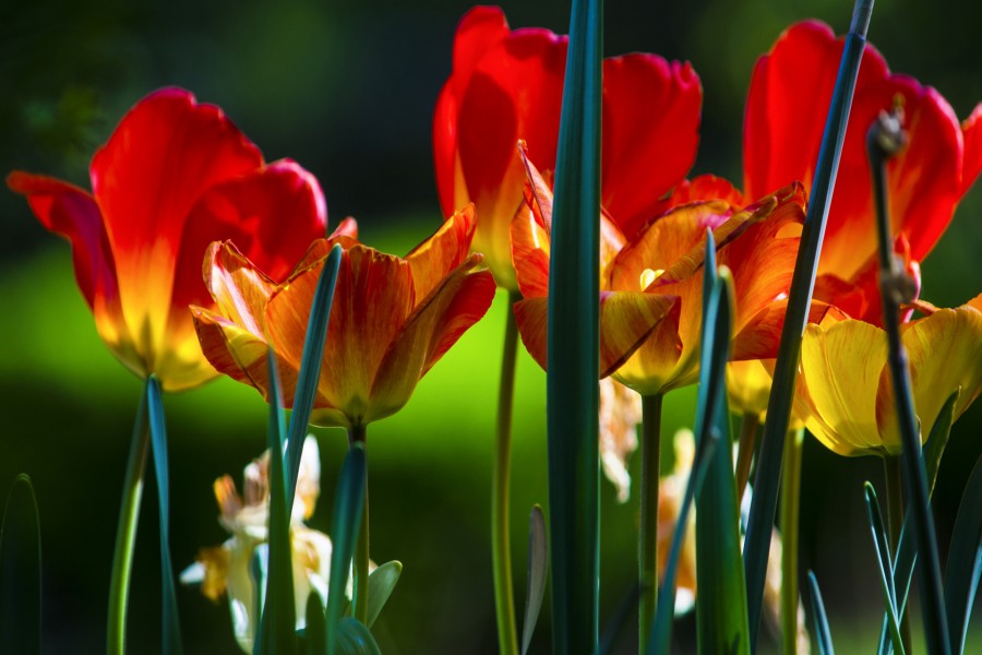 Bellos tulipanes y narcisos